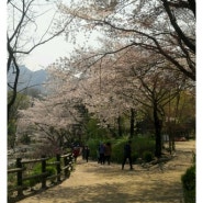 야외 나들이│봄날은 간다 @벚꽃동산, 관악산