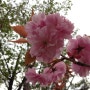 봄처녀의 화려한 봄치마