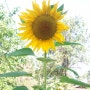 해바라기 햇빛 하늘 노랑꽃잎 초록색 줄기 잎파리 작은 꽃봉오리 씨 미소