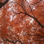 2012년의 가을 붉은 단풍 하늘 전주한옥마을 명동성당 하마비의웃음 경기전 덩굴과 담과 가로등 이쁜 단풍나무 물고기종