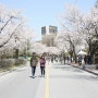 충남대학교 벚꽃 축제