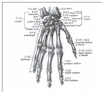 손가락관절(상지 손가락 관절)의 이해와 신경손상 : 네이버 블로그