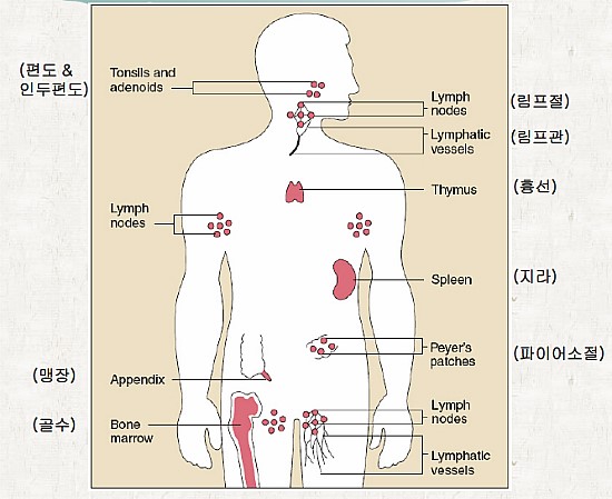 노화생물학(11) - 노화와 면역_1 (면역의 정의, 면역체계의 퇴화) : 네이버 블로그