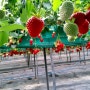 딸기농장