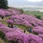 지리산 바래봉 철쭉제와 황매산 철쭉제 둘러보기