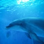 2013 울산고래축제 | 고래 생태 체험관