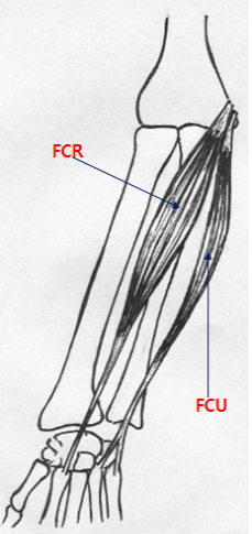 29일차. FCU(Flexor carpi ulnaris, 척측수근굴근)-자쪽손목굽힘근 : 네이버 블로그