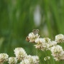[모골베리] 나비와 벌