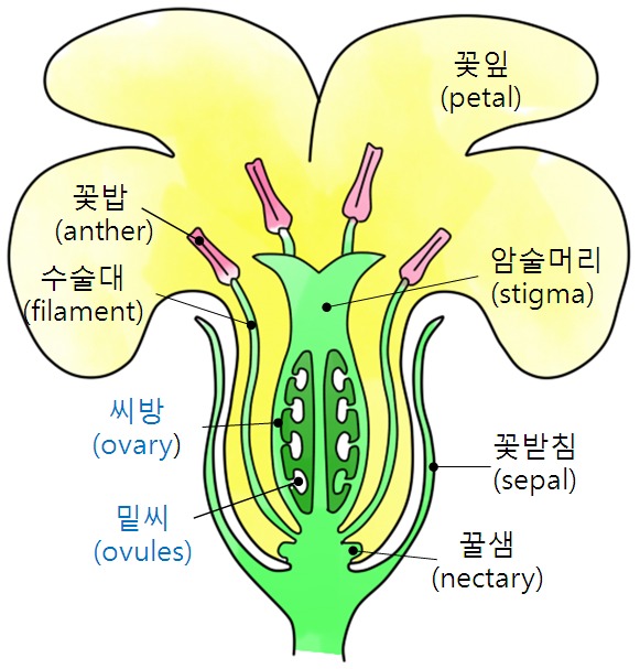 쌍떡잎식물과 외떡잎식물 : 나선형 관점에서 : 네이버 블로그