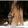 [뉴질랜드 여행 Wife와 북섬 5] - 레드우드 수목원과 해밀턴 가든을 방문하다.