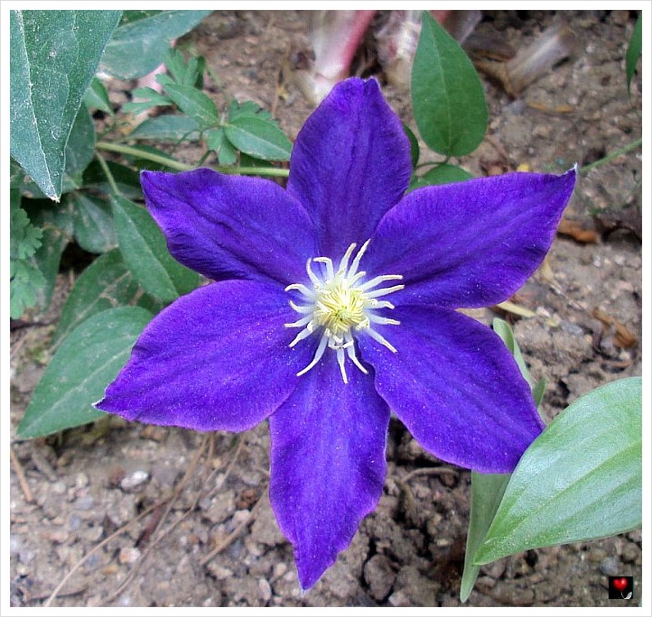 클레마티스(으아리속), 큰꽃으아리와 위령선을 교배한 종 : 네이버 블로그