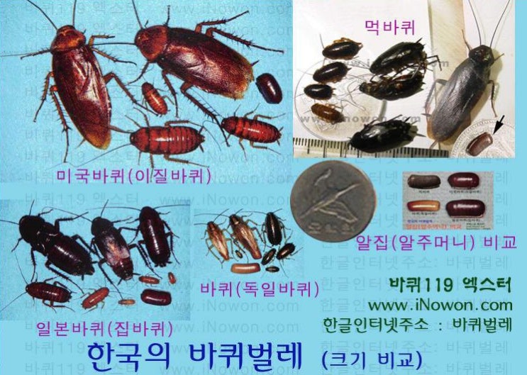 바퀴벌레의 종류와 특성 - 미국바퀴, 일본바퀴, 독일바퀴, 먹바퀴 : 네이버 블로그 바퀴벌레의 종류와 특성 - 미국바퀴, 일본바퀴, 독일바퀴, 먹바퀴 : 네이버 블로그