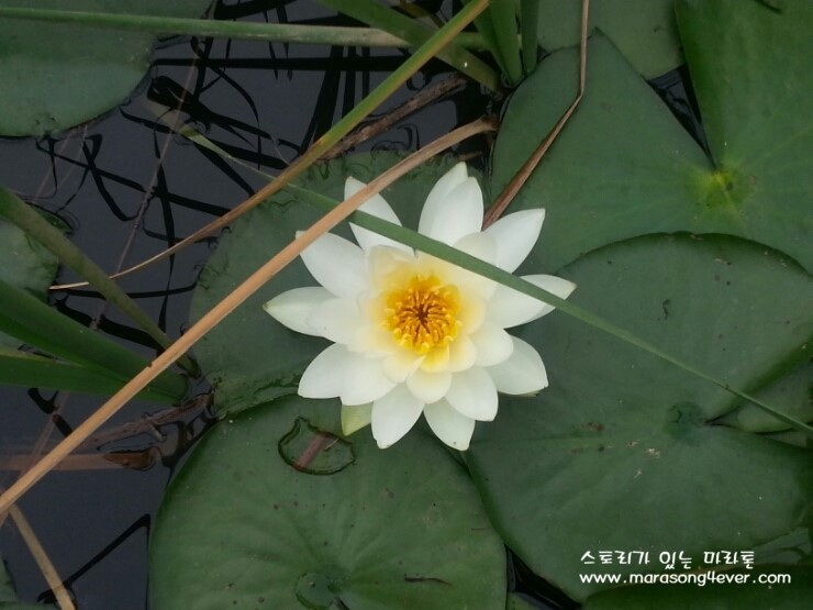 수련의 자태 - 물위에 떠 있는 꽃, 연못에 피는 수련꽃 : 네이버 블로그