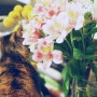 ... 고양이 + 꽃 ...