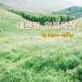 [강원도-평창-대관령 양떼목장] 푸른 초원위의 여름이 아름다운 곳