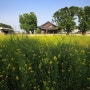 나주 금성관(羅州 錦城館) - 담벼락의 유채와 넓은 마루가 있는
