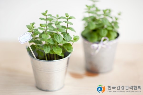 요모조모 쓸모많은 허브의 효능 : 네이버 블로그