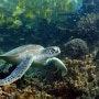 뉴칼레도니아 동물, 뉴칼레도니아 바다 속 신비로운 해양동물 이야기