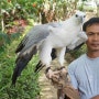 필리핀 다바오 독수리재단 ☆ 멸종 위기의 세상에서 가장 큰 독수리를 만나다