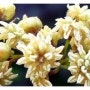지구 최초의 꽃 암보렐라, 뉴칼레도니아에 유일하게 존재하는 암보렐라 이야기