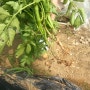 감동! 생애 첫번째 감자수확을 앞두고 / 초짜의 감자농사 야그