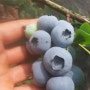 [블루베리 조생종 수확] 맛과 향이 뛰어나고 크기가 최고인 누이
