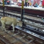 동물보호와 철도안전을 한번에 - 동물침입 방지용 철도 매트