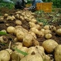 감자 - 감자수확기