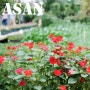 [아산여행/아산 가볼만한곳] 신기하고 아름다운 꽃들 구경하세요... 충남 아산 세계꽃식물원