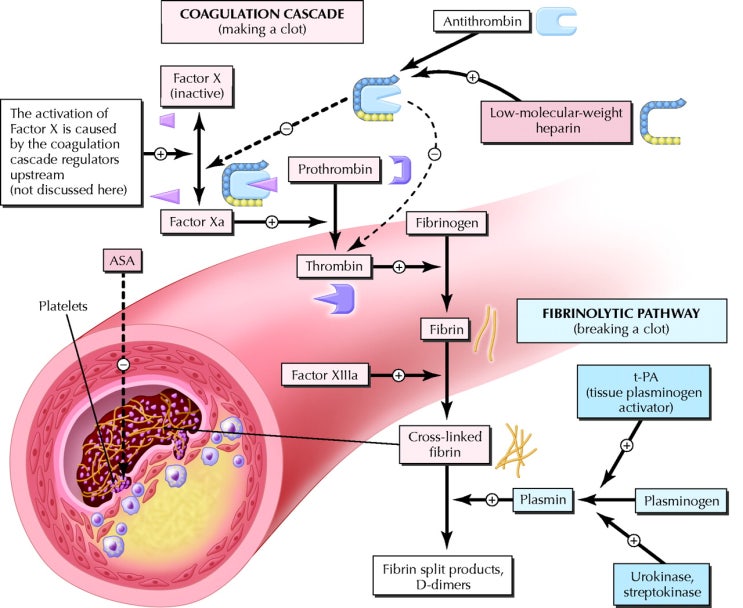 혈액응고 및 섬유소용해 Coagulation & Fibrinolysis : 네이버 블로그 혈액응고 및 섬유소용해 Coagulation & Fibrinolysis : 네이버 블로그