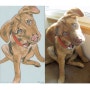 [하비앤레보]No.1 Dog Portraits - Jennifer Davis (강아지 포트레이트 - 제니퍼 데이비스) / 강아지 일러스트 / 반려견 일러스트 / 동물 일러스트 / 반려견 포트레이트 / 미국 일러스트 작가