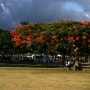 하와이 주립대학 (마노아, 호놀룰루/하와이)