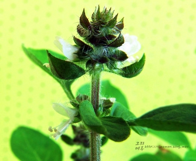 레몬 바질(BASIL, LEMON) 발아에서 개화까지 의 기록 : 네이버 블로그