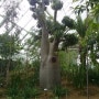 충남 서천 국립생태원의 바오밥나무