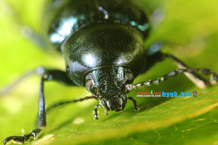 고구마잎벌레 접사 [캐논5D mark2 초접사 macro 접사라이더혁군 오두막 곤충 bug 내손체육공원] : 네이버 블로그