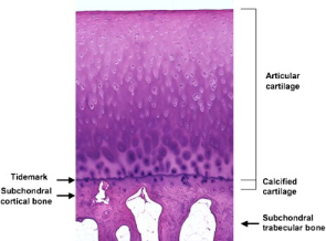 3. 연골 (cartilage) - (4) 영양 (5) 노화 (6) 골관절염에서의 변화 : 네이버 블로그