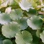 pentax sp - 연잎