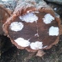 참나무표고버섯 이야기