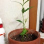 [식물이야기] 바오밥나무를 키우기 시작했습니다^^