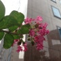 배롱나무 꽃