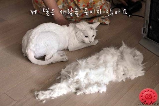 반려동물과 육아에 관한 오해!! part.2 개,고양이 털 때문에 사람이 숨이 막혀 죽을까요? : 네이버 블로그