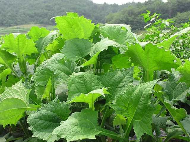 박하차의 효능 (페퍼민트 차) : 네이버 블로그