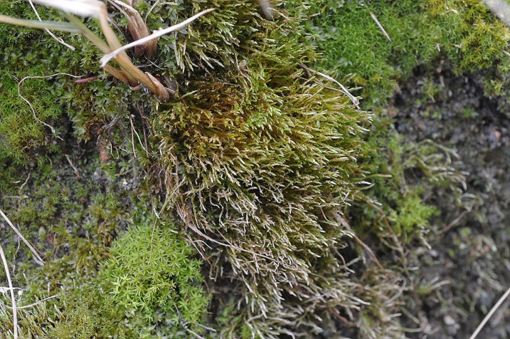 처녀겉은이끼 Anomobryum filiforme var. concinnatum (Spruce) Loeske : 네이버 블로그