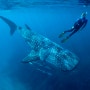 [스킨스쿠버/고래상어] 고래상어 whale shark (스노쿨링/스쿠버다이빙/다이빙명소/사진모음)