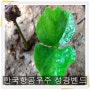 한국항공우주 성광벤드 - 외인 투매속에서도 피어나는 떡잎