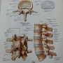 척추관협착증 치료경과 및 후기