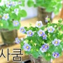 <엑사쿰> 파종, 성장일기 - 베란다 꽃밭