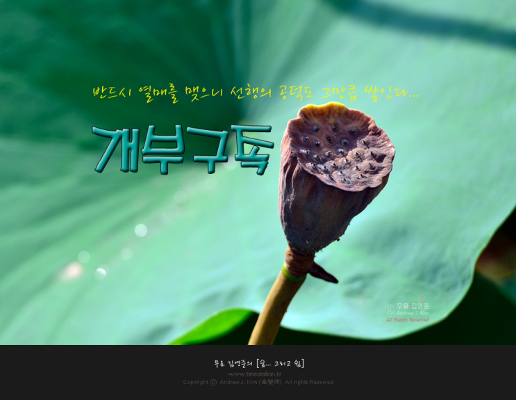 [개부구족] 연꽃의 열매, 연밥, 연자(蓮子)와 그 상징 / 여름 연밭풍경 : 네이버 블로그