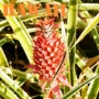 [하와이여행/하와이 먹거리] 파인애플의 달달함은 잊어라! 진정한 파인애플의 새콤달콤 맛을 맛보자... 돌 파인애플 플랜테이션 [Dole Pineapple Plantation]