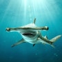 [스킨스쿠버/귀상어(망치상어)] 귀상어 hammerhead shark (스노쿨링/스쿠버다이빙/다이빙명소/사진모음)